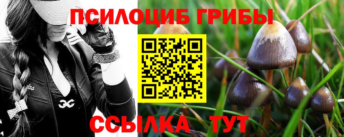 Псилоцибиновые грибы мицелий Алатырь
